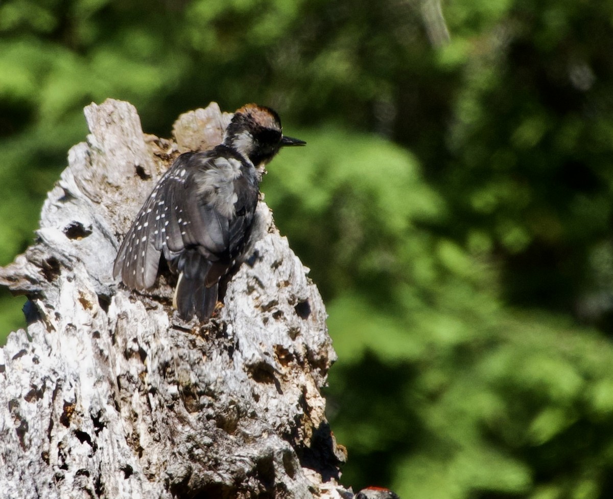 Hairy Woodpecker (Pacific) - ML638313360