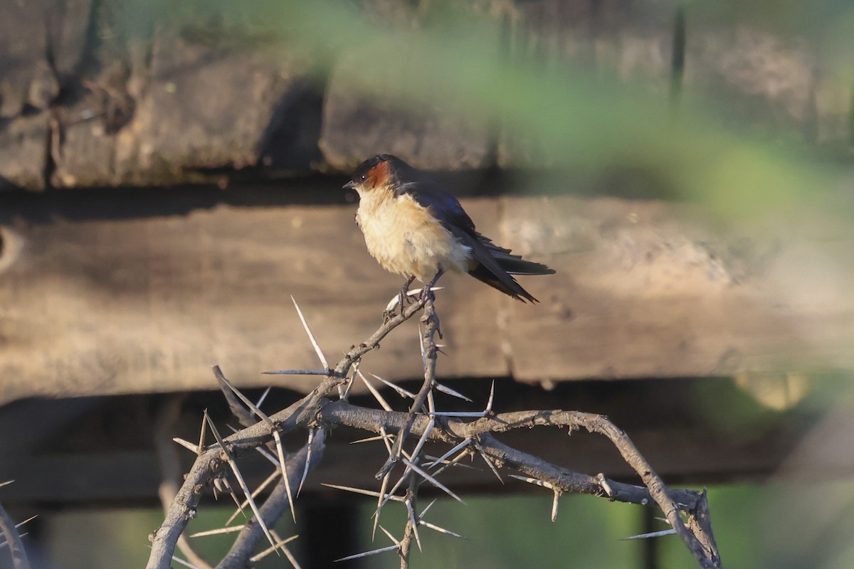 アフリカコシアカツバメ - ML638313363