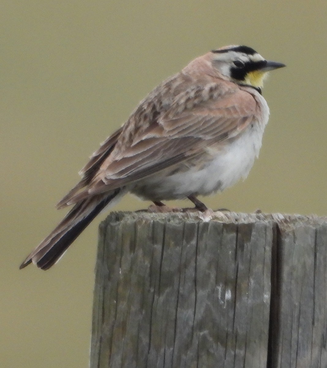 Horned Lark - ML638313370