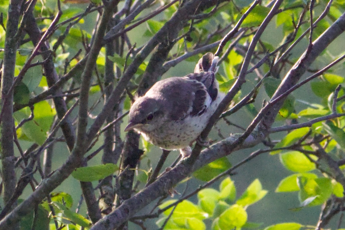 マネシツグミ - ML638313374