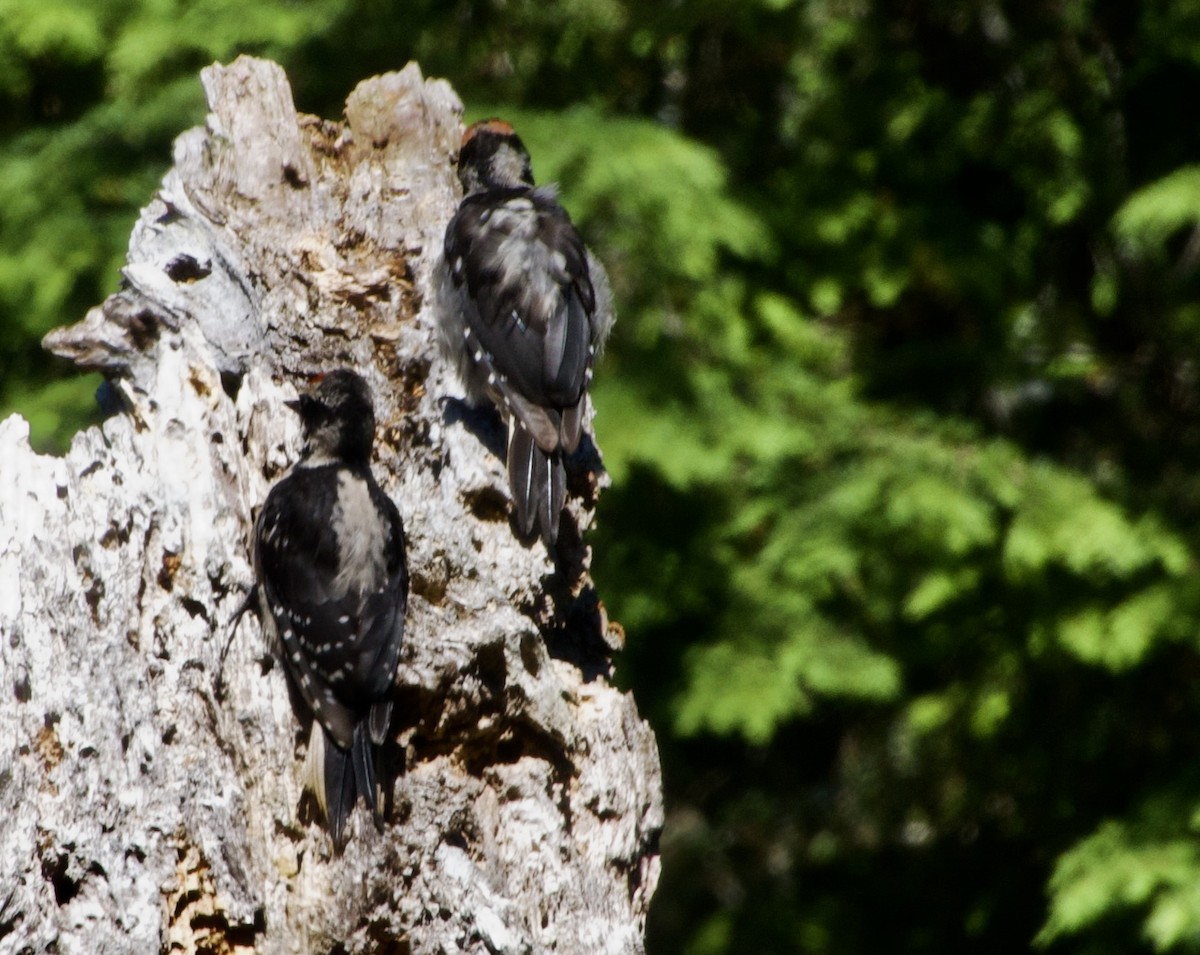 Hairy Woodpecker (Pacific) - ML638313382