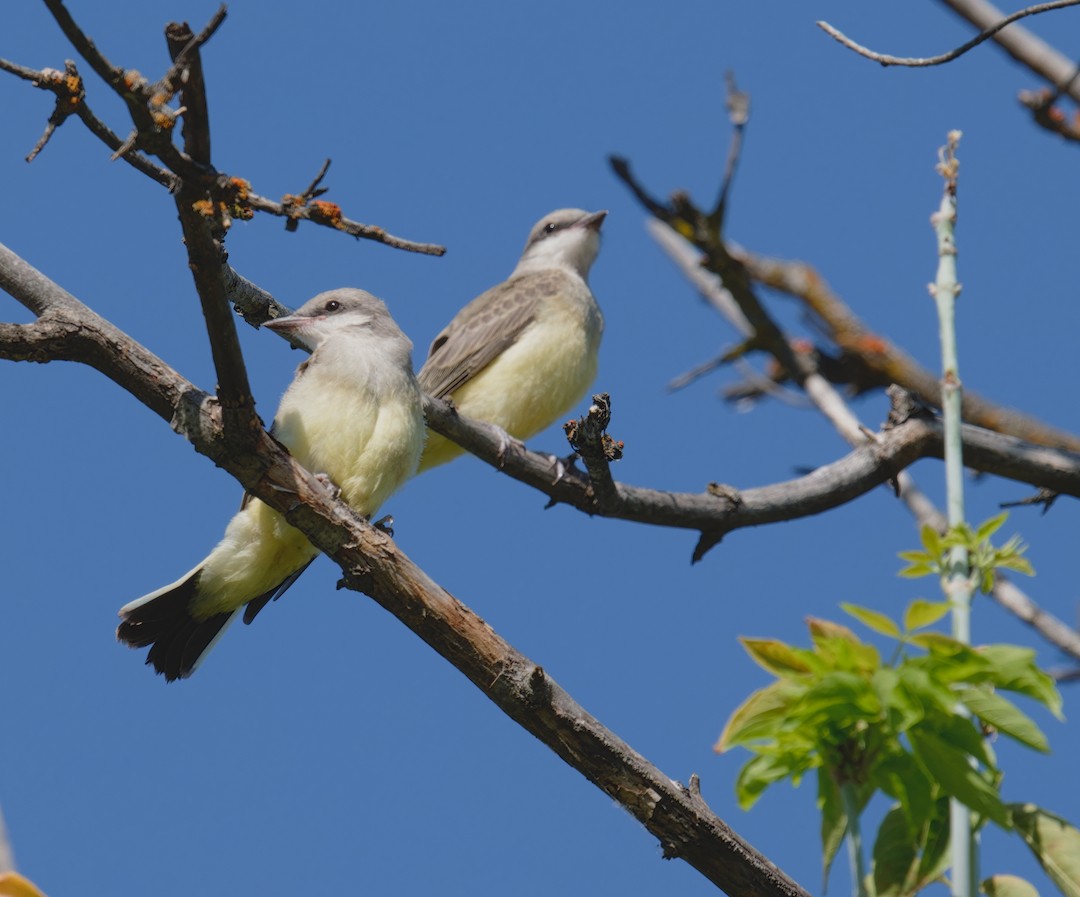 Western Kingbird - ML638313383