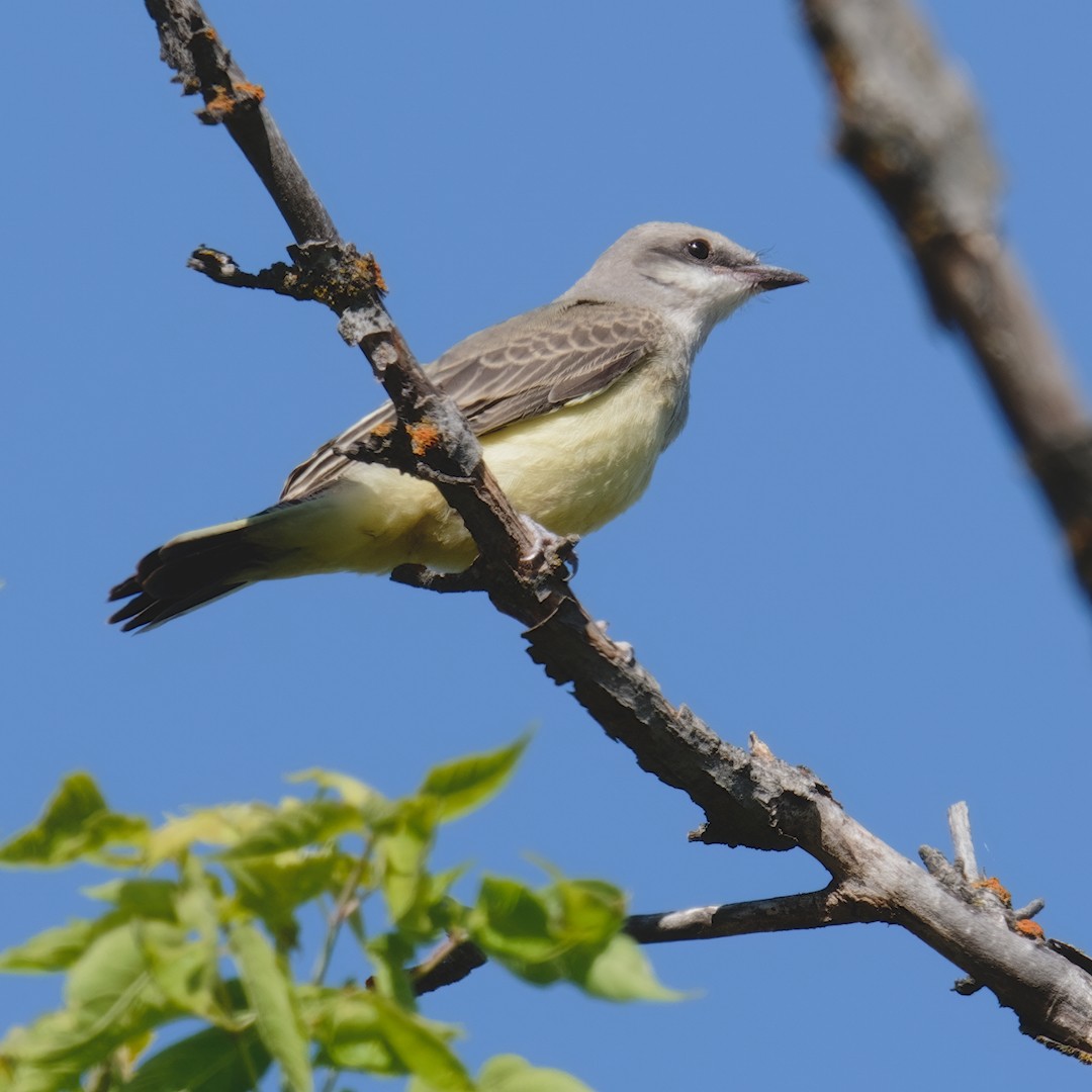 Western Kingbird - ML638313384