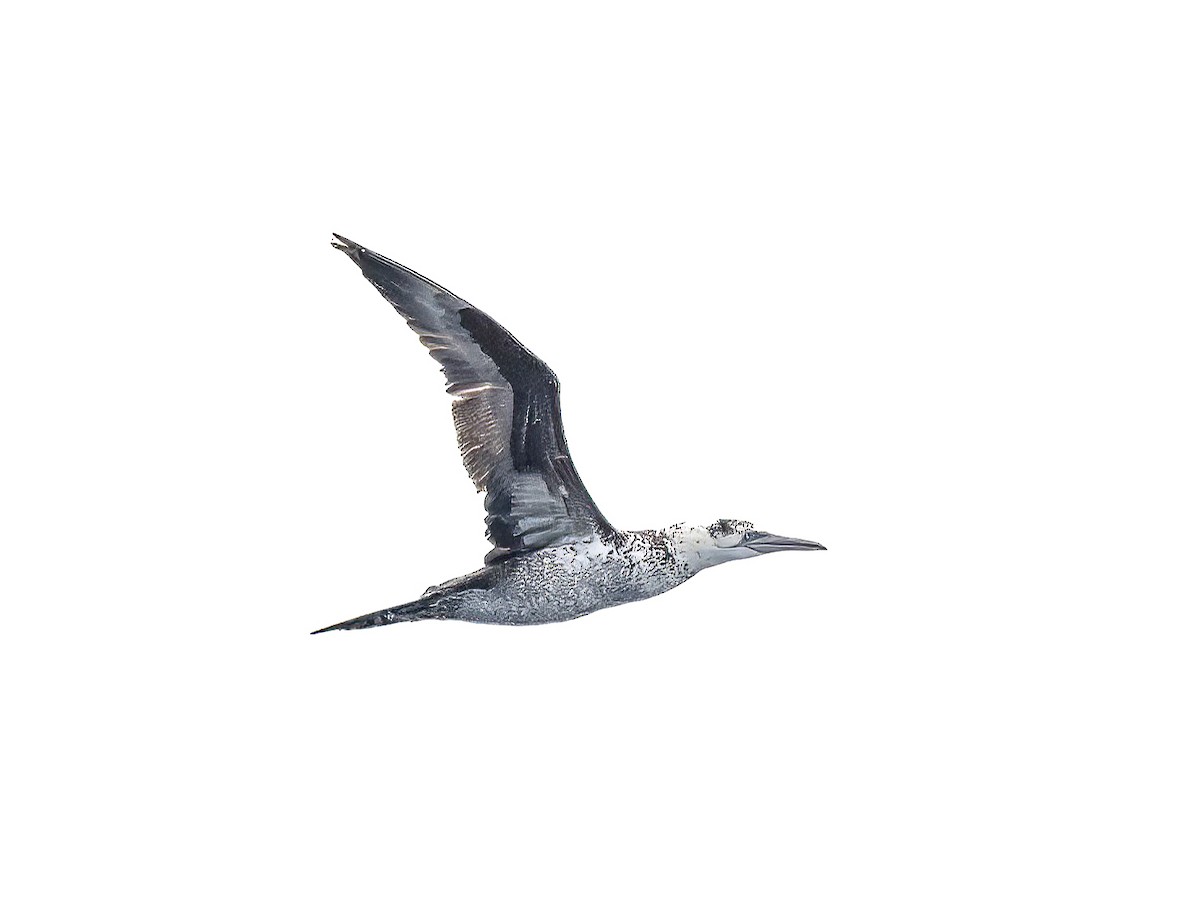 Northern Gannet - ML638313391
