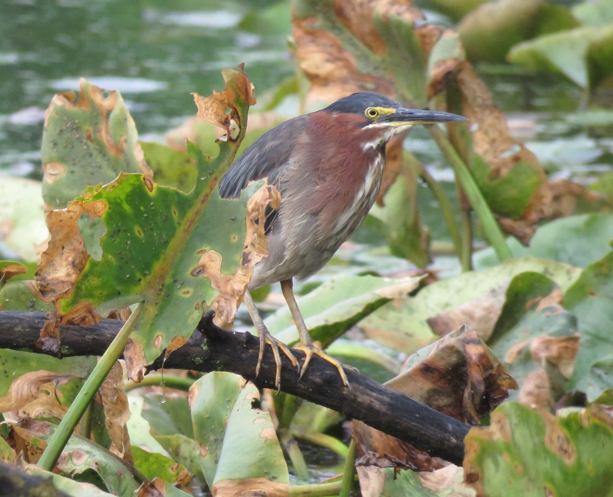 Green Heron - ML638313393