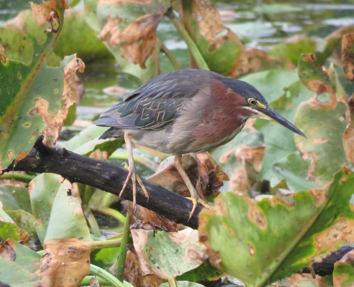 Green Heron - ML638313394