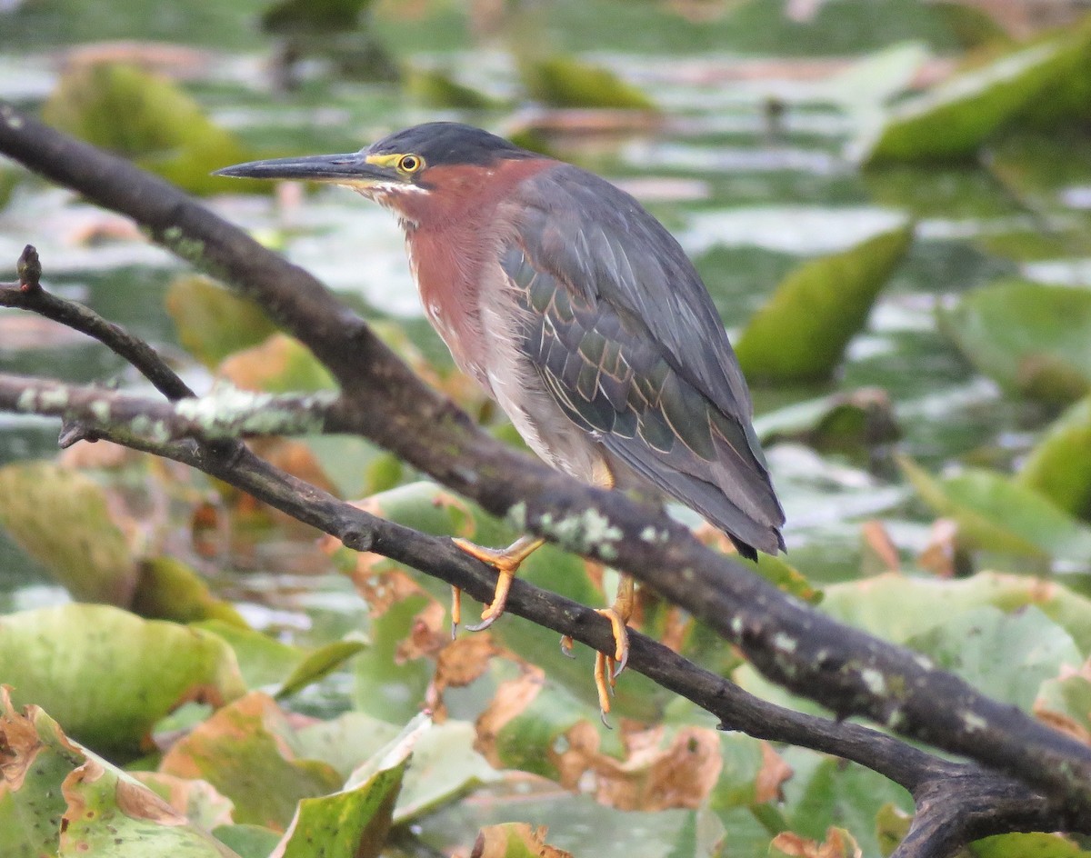 Green Heron - ML638313395