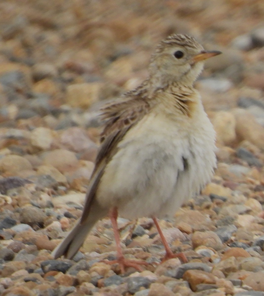 Sprague's Pipit - ML638313401