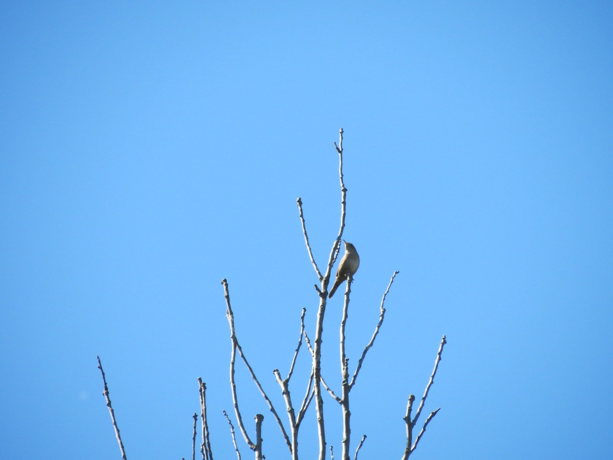 Northern House Wren - ML638313413