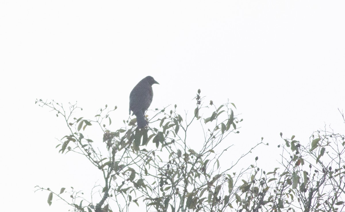 Giant Cowbird - ML638313418