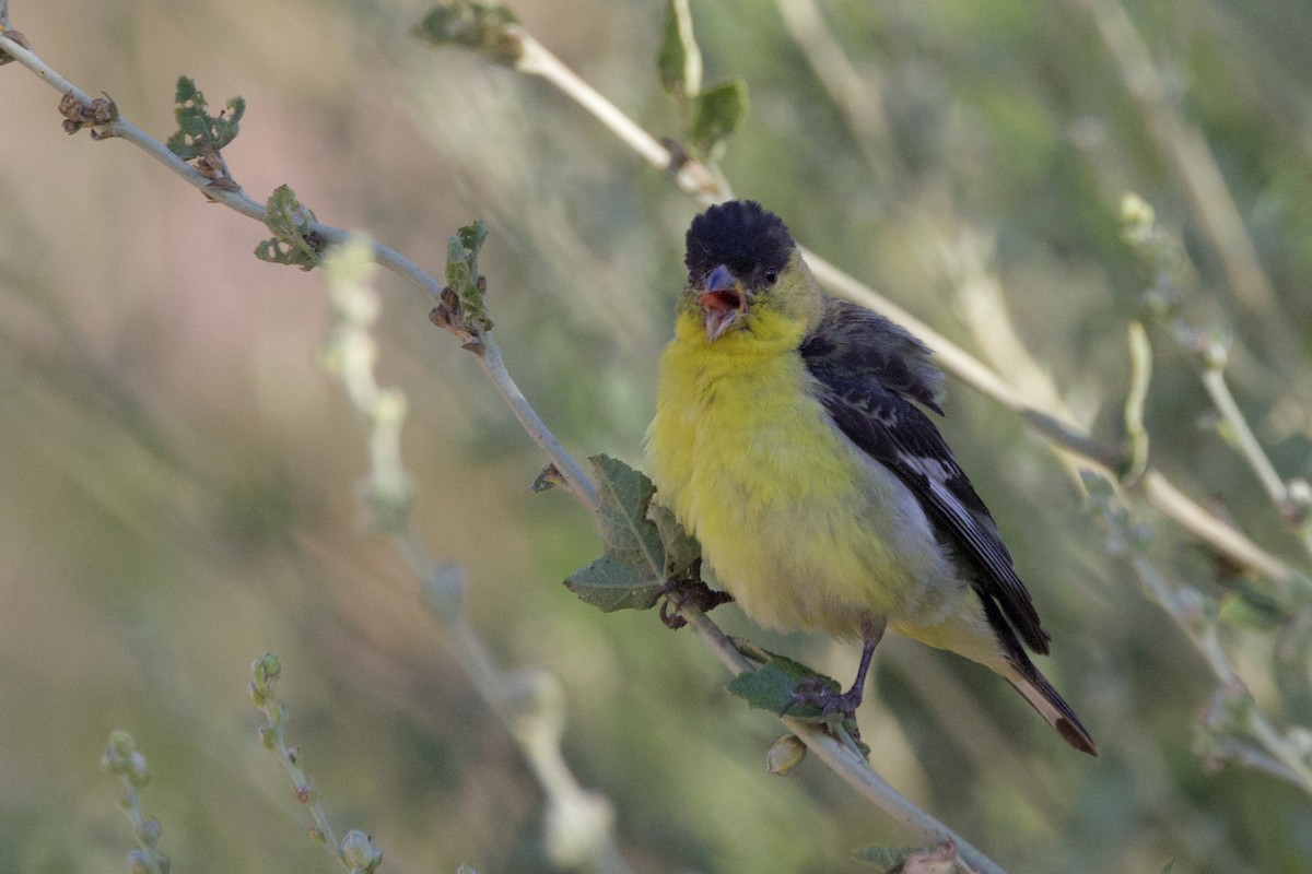 Lesser Goldfinch - ML638313448