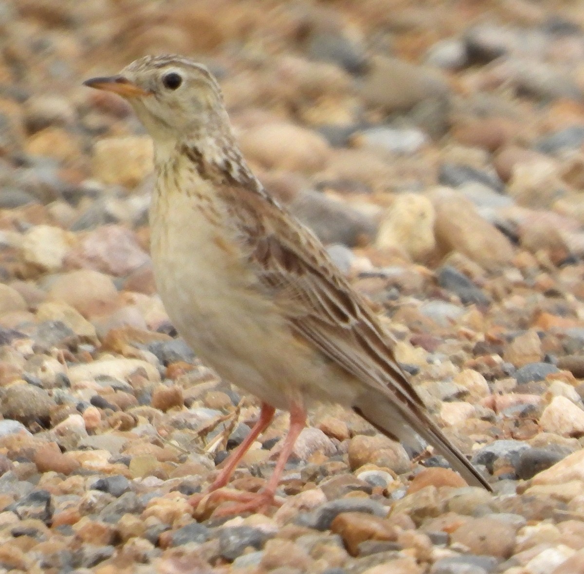Sprague's Pipit - ML638313451