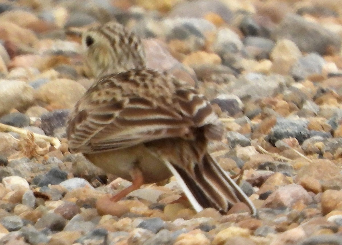 Sprague's Pipit - ML638313456