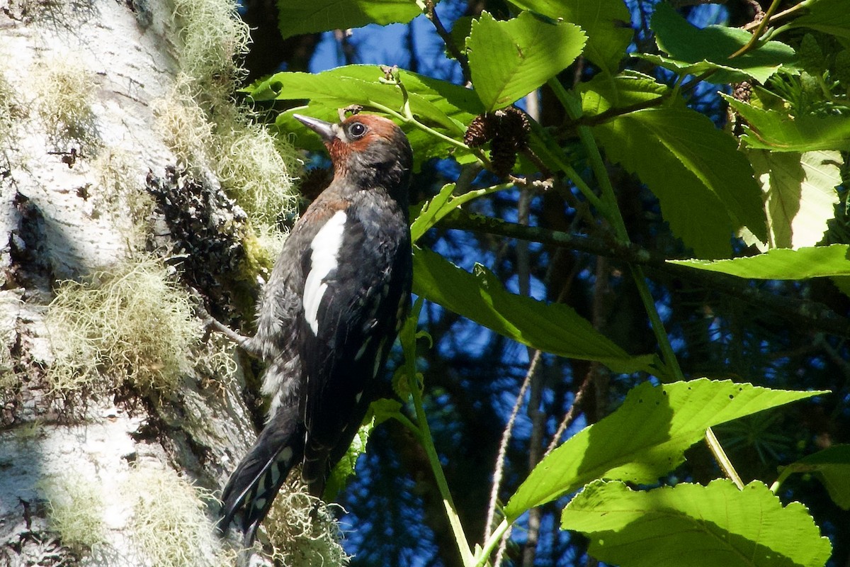 Red-breasted Sapsucker - ML638313458