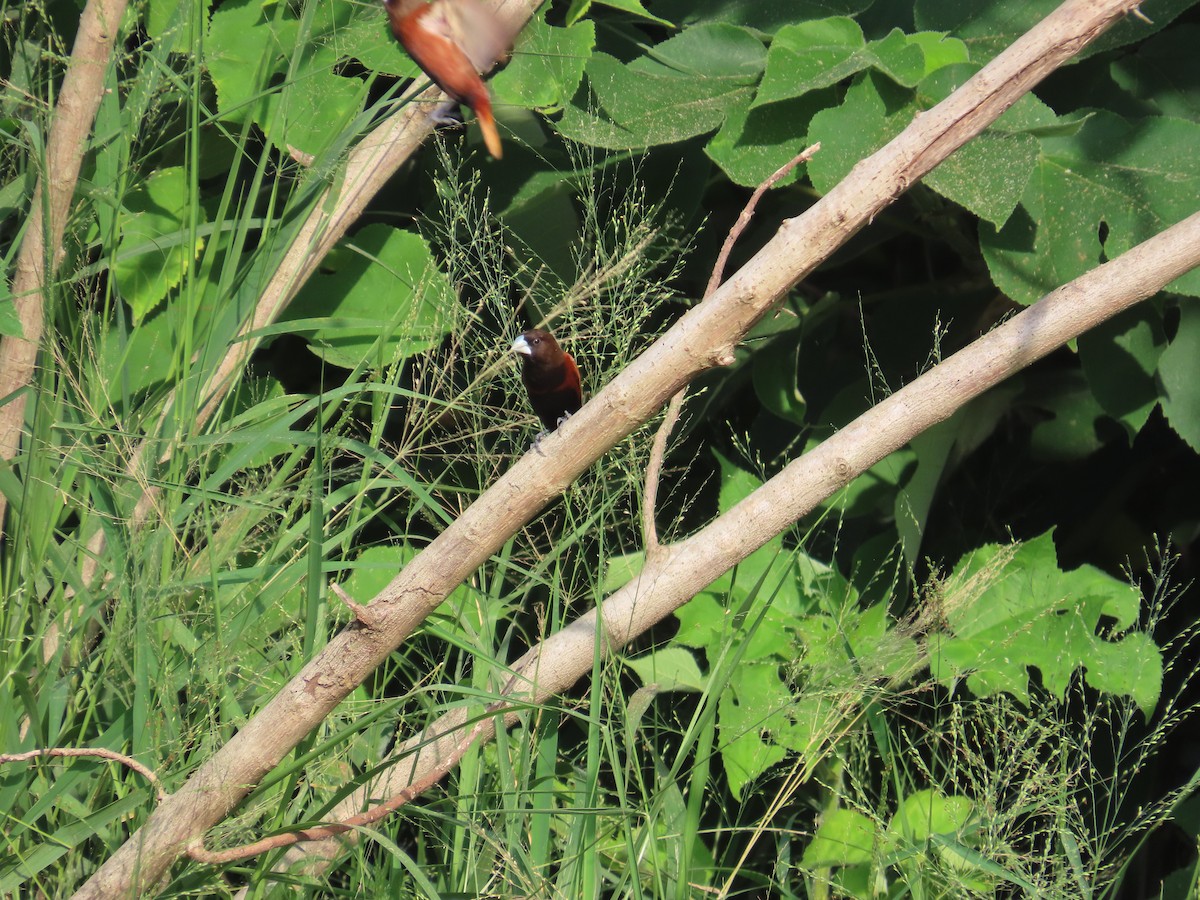 Chestnut Munia - ML638313464