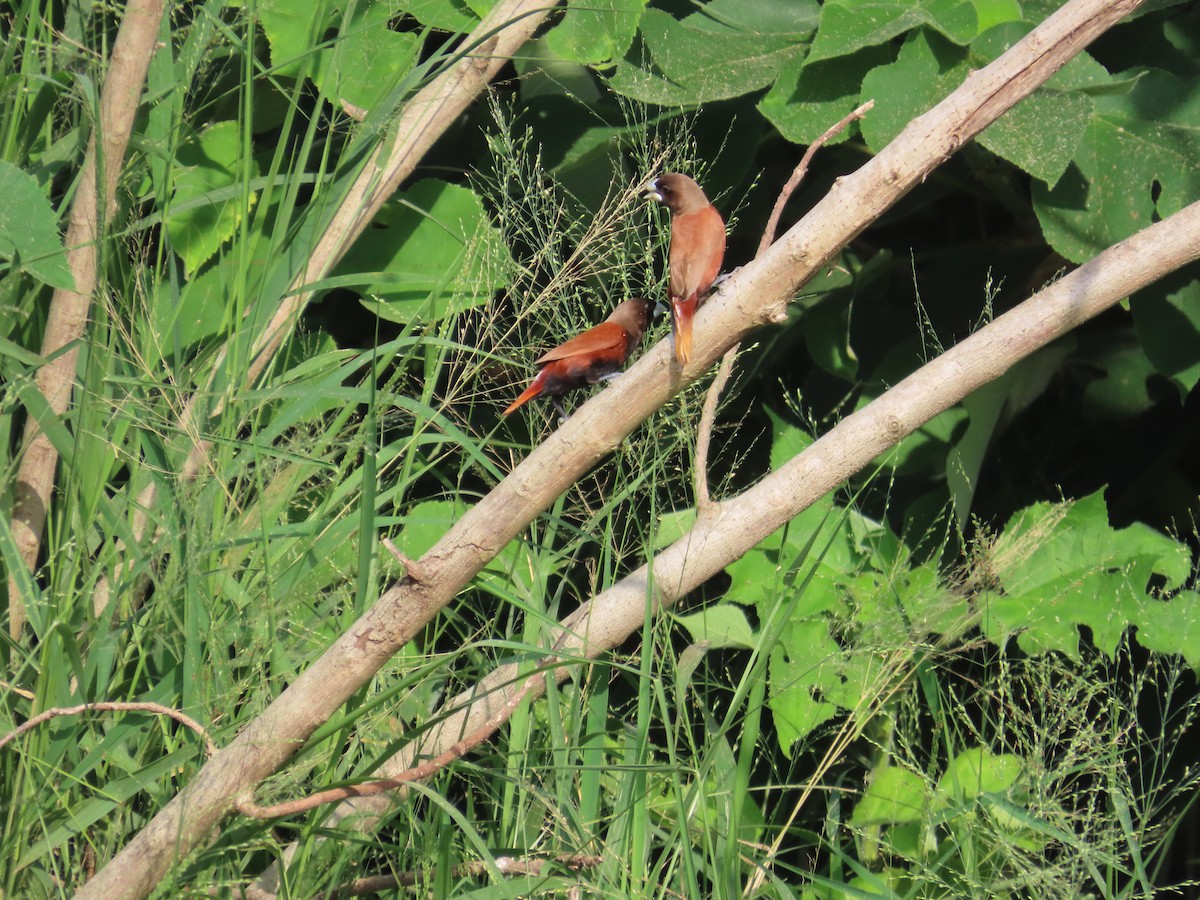 Chestnut Munia - ML638313465