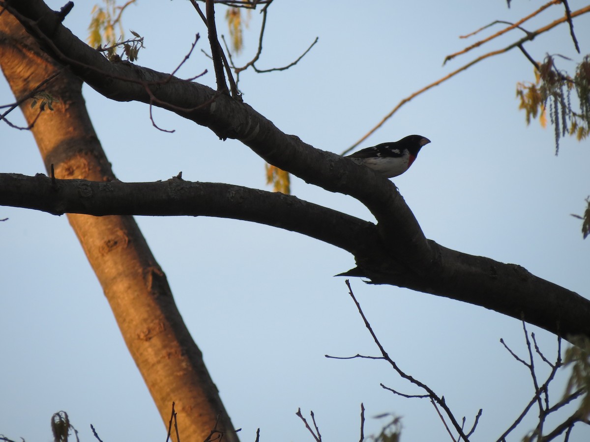 Rose-breasted Grosbeak - ML638313467
