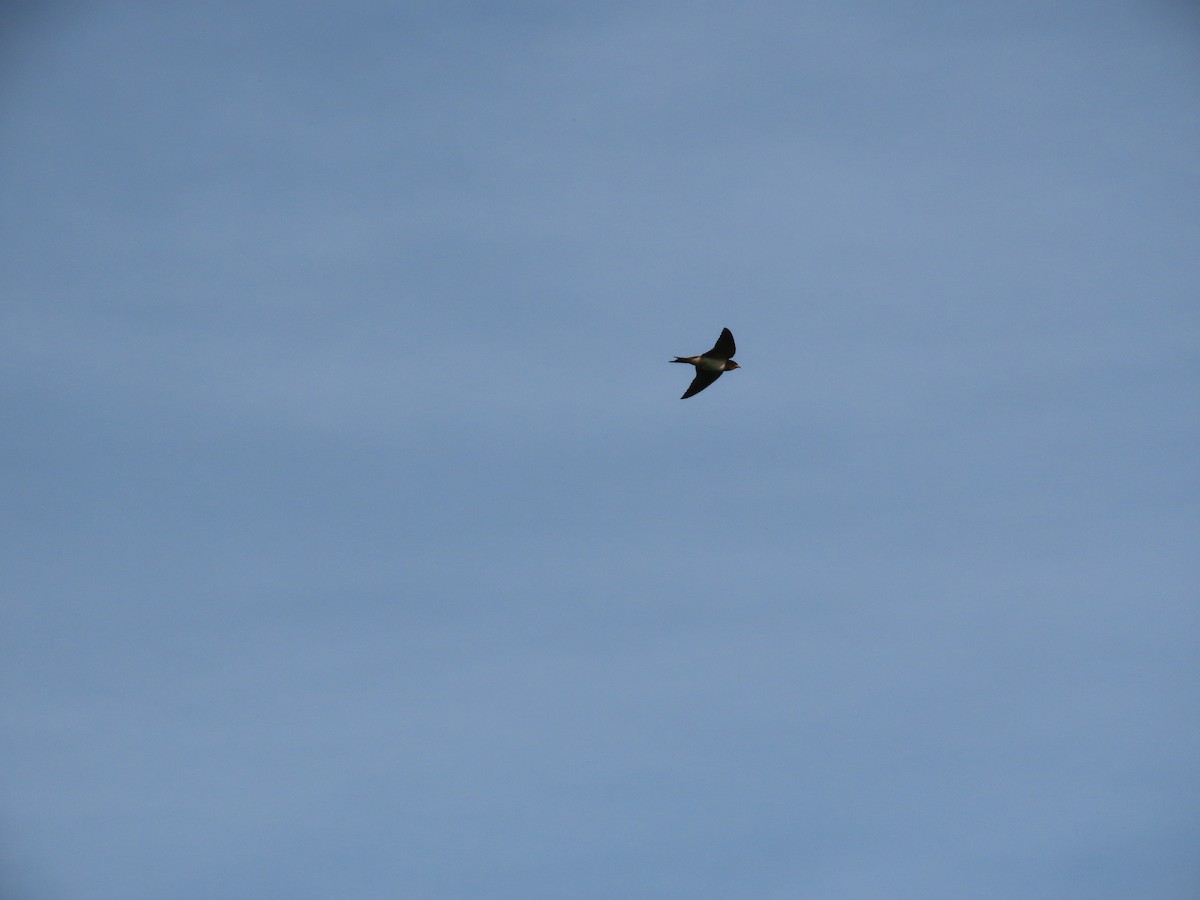 Barn Swallow - ML638313468