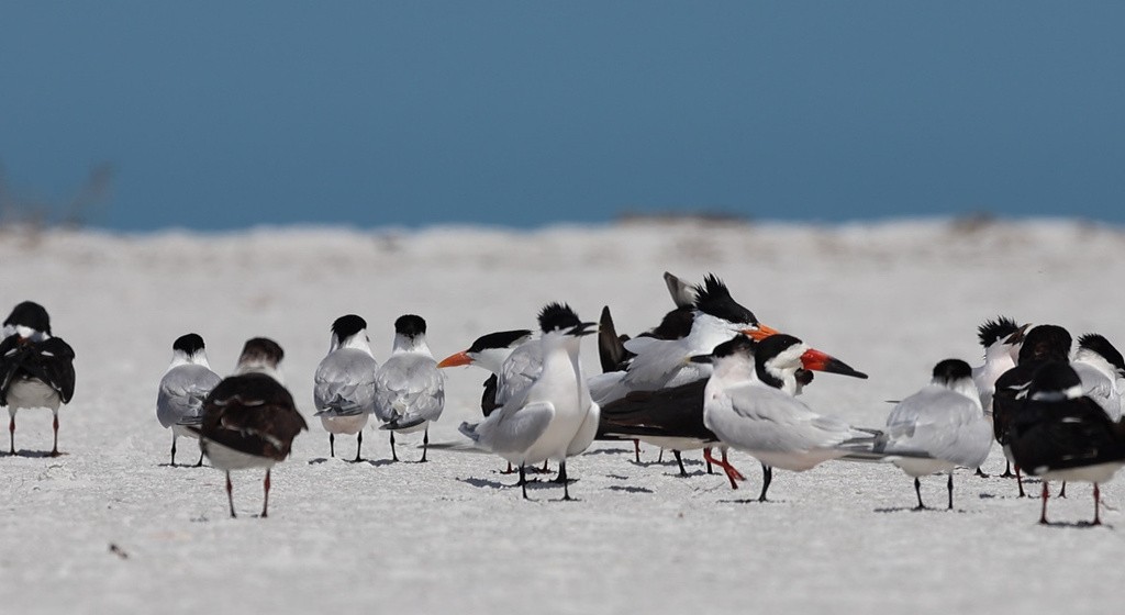 Sterne caugek (acuflavidus) - ML638313479
