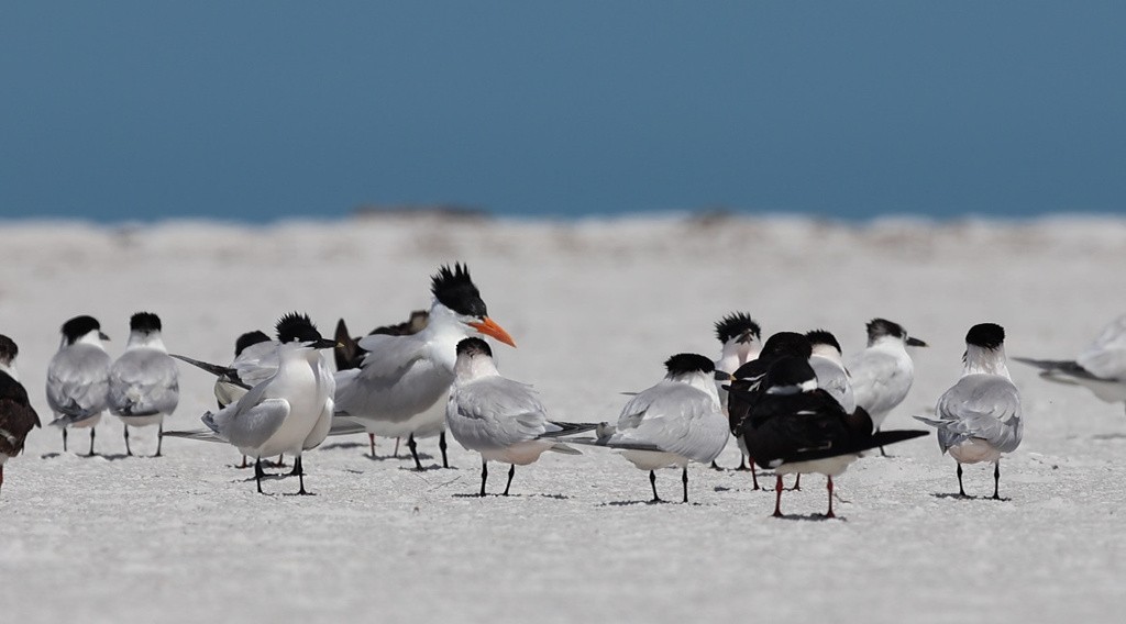 Sterne caugek (acuflavidus) - ML638313480