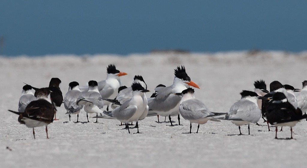 Sterne caugek (acuflavidus) - ML638313482