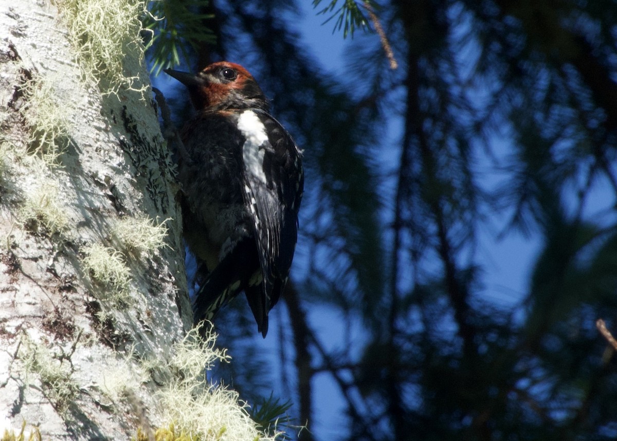 Red-breasted Sapsucker - ML638313483