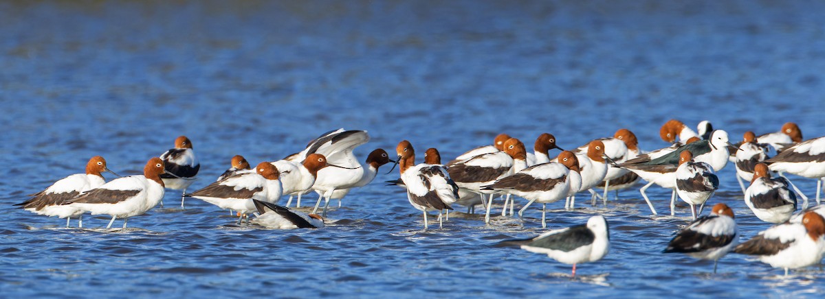 Red-necked Avocet - ML638313509