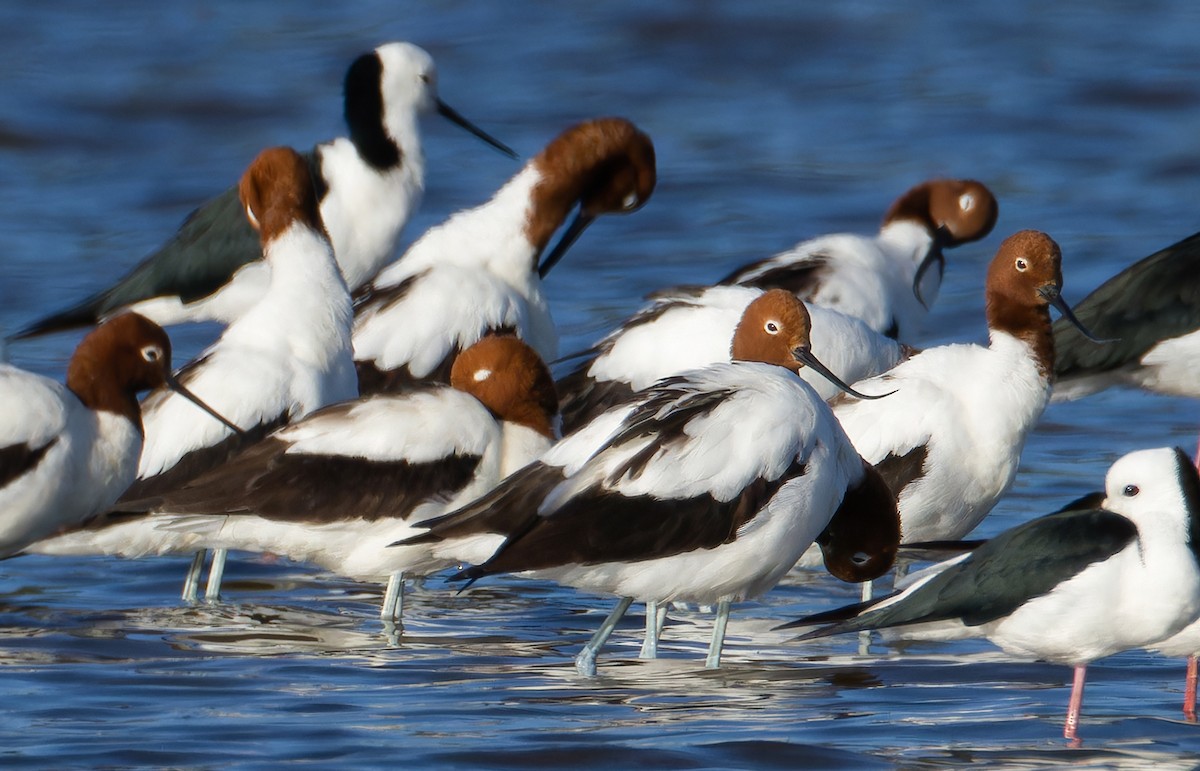 Red-necked Avocet - ML638313515