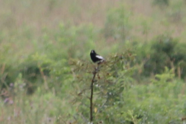Chingolo Albinegro - ML638313518