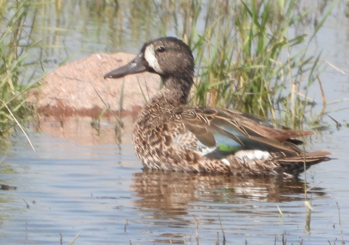 Blue-winged Teal - ML638313523