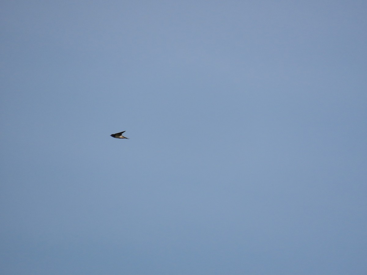Barn Swallow - ML638313527