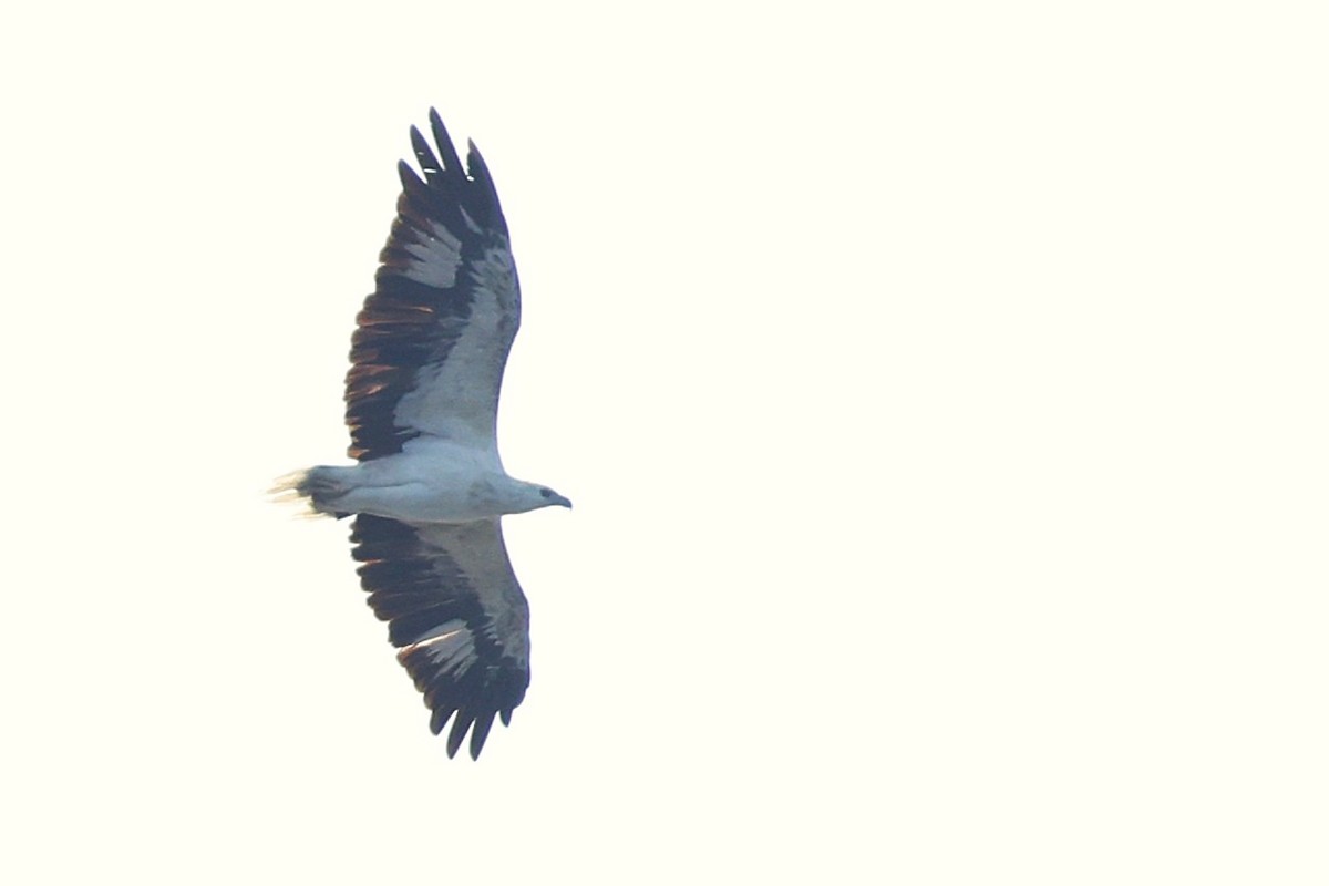 White-bellied Sea-Eagle - ML638313528