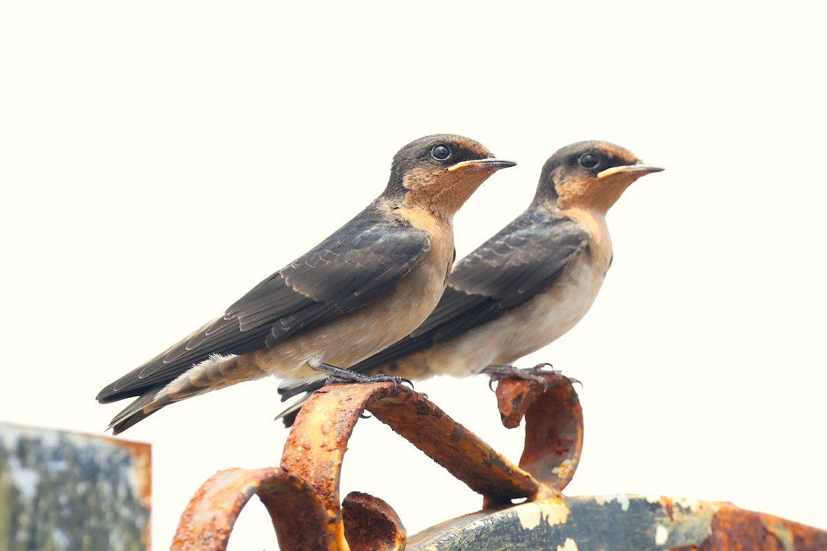 Golondrina del Pacífico - ML638313547
