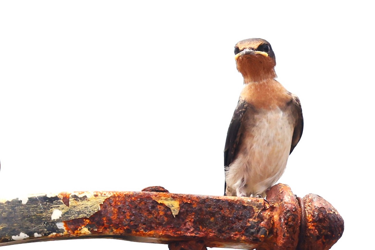 Golondrina del Pacífico - ML638313548
