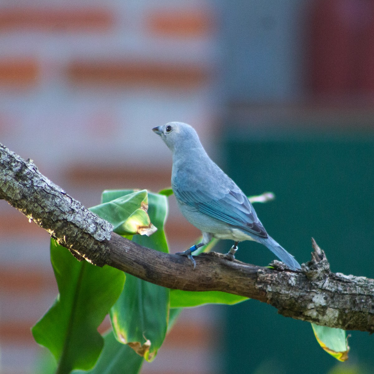 Sayaca Tanager - ML638313553