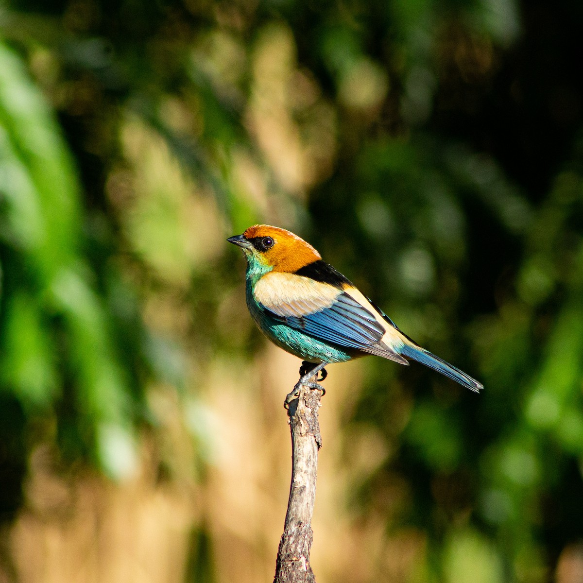 Black-backed Tanager - ML638313574