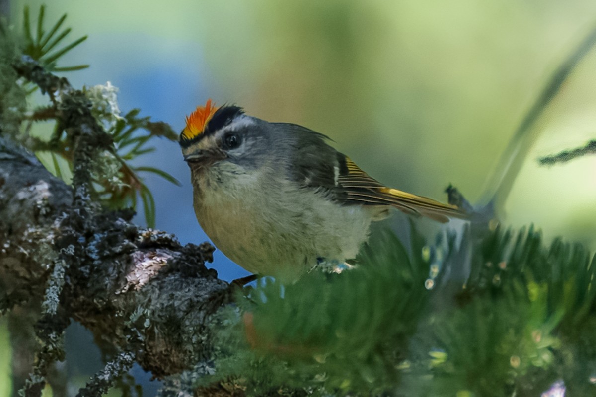 Golden-crowned Kinglet - ML638313578