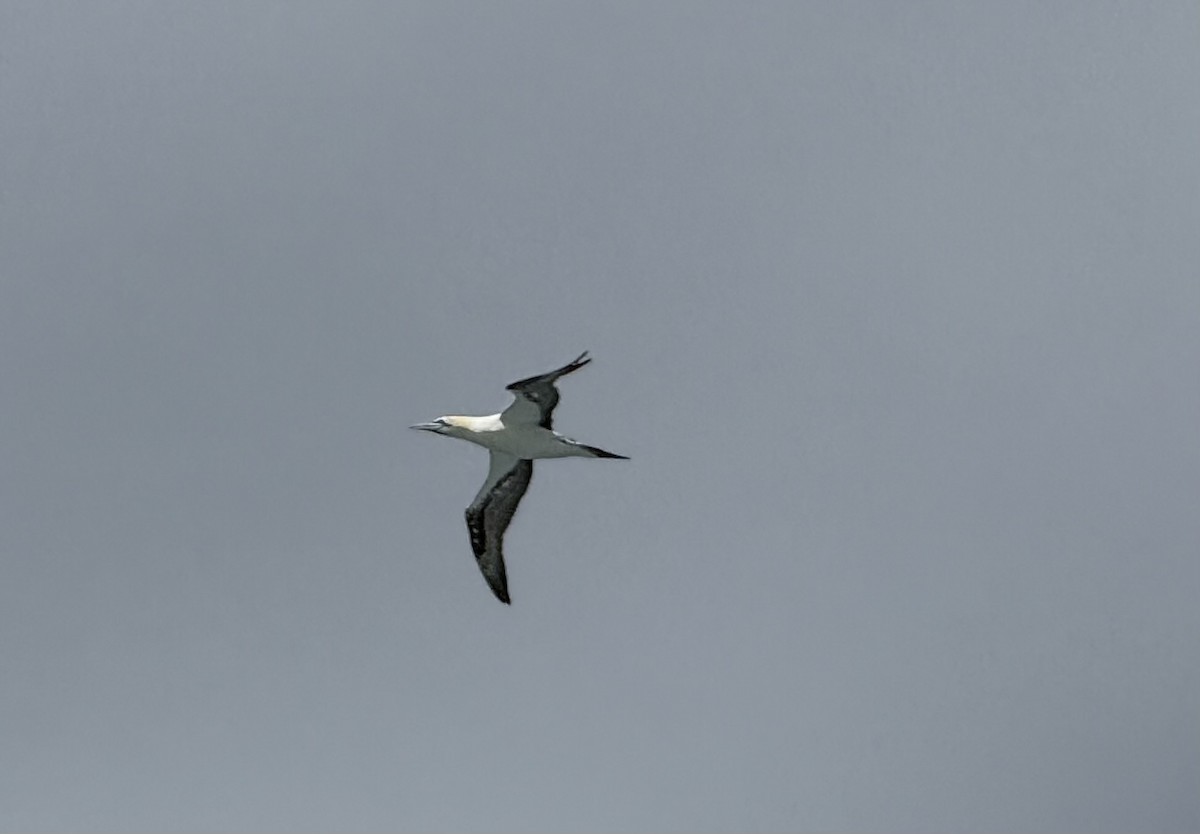 Northern Gannet - ML638313581