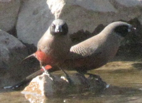 Black-faced Waxbill - ML638313584
