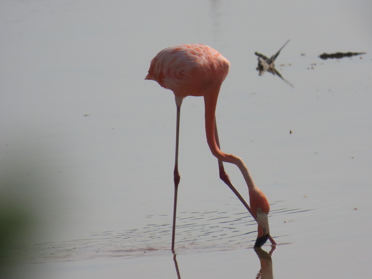 American Flamingo - ML638313586