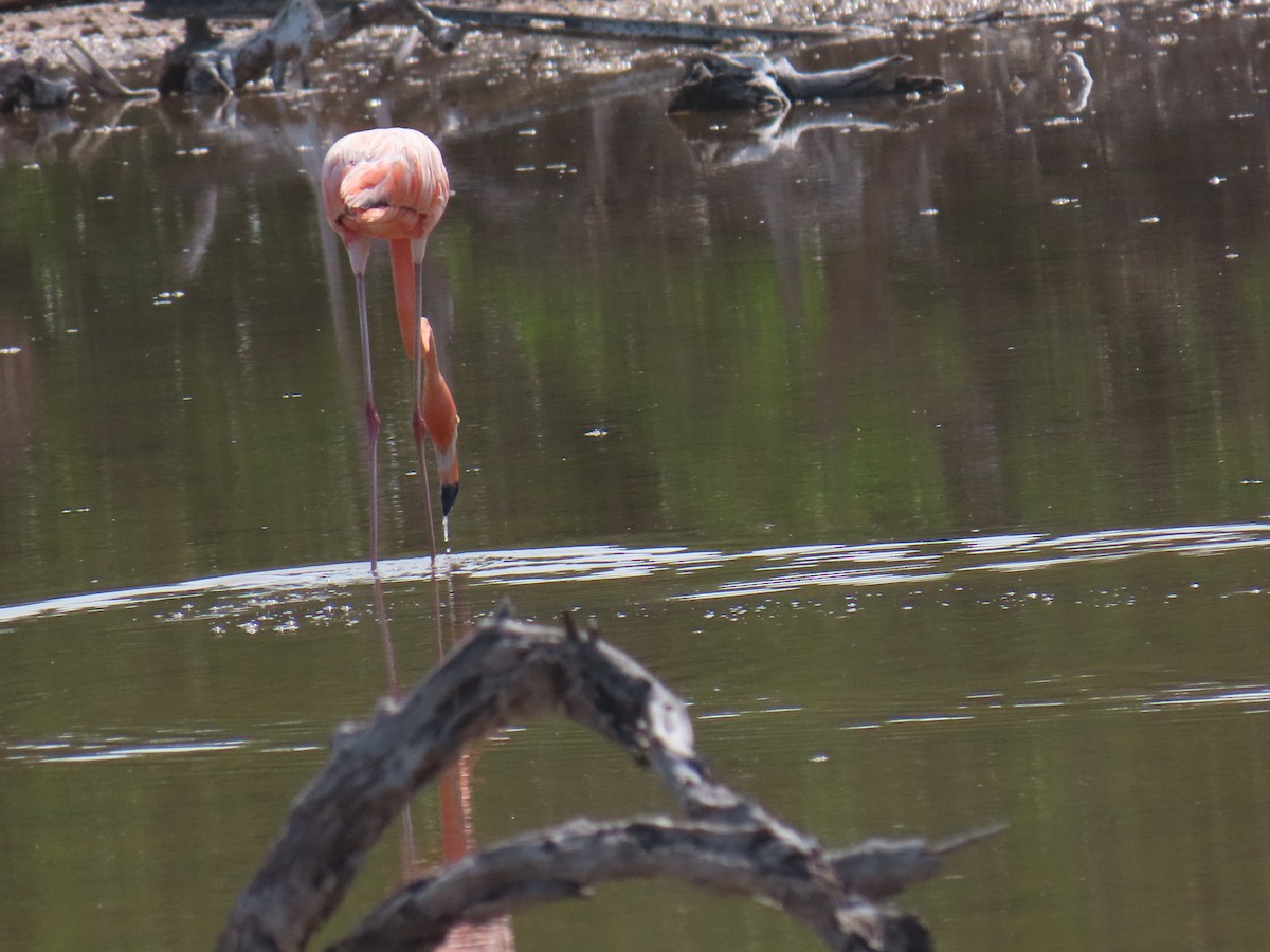 American Flamingo - ML638313587