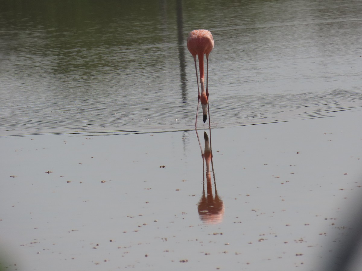 American Flamingo - ML638313588