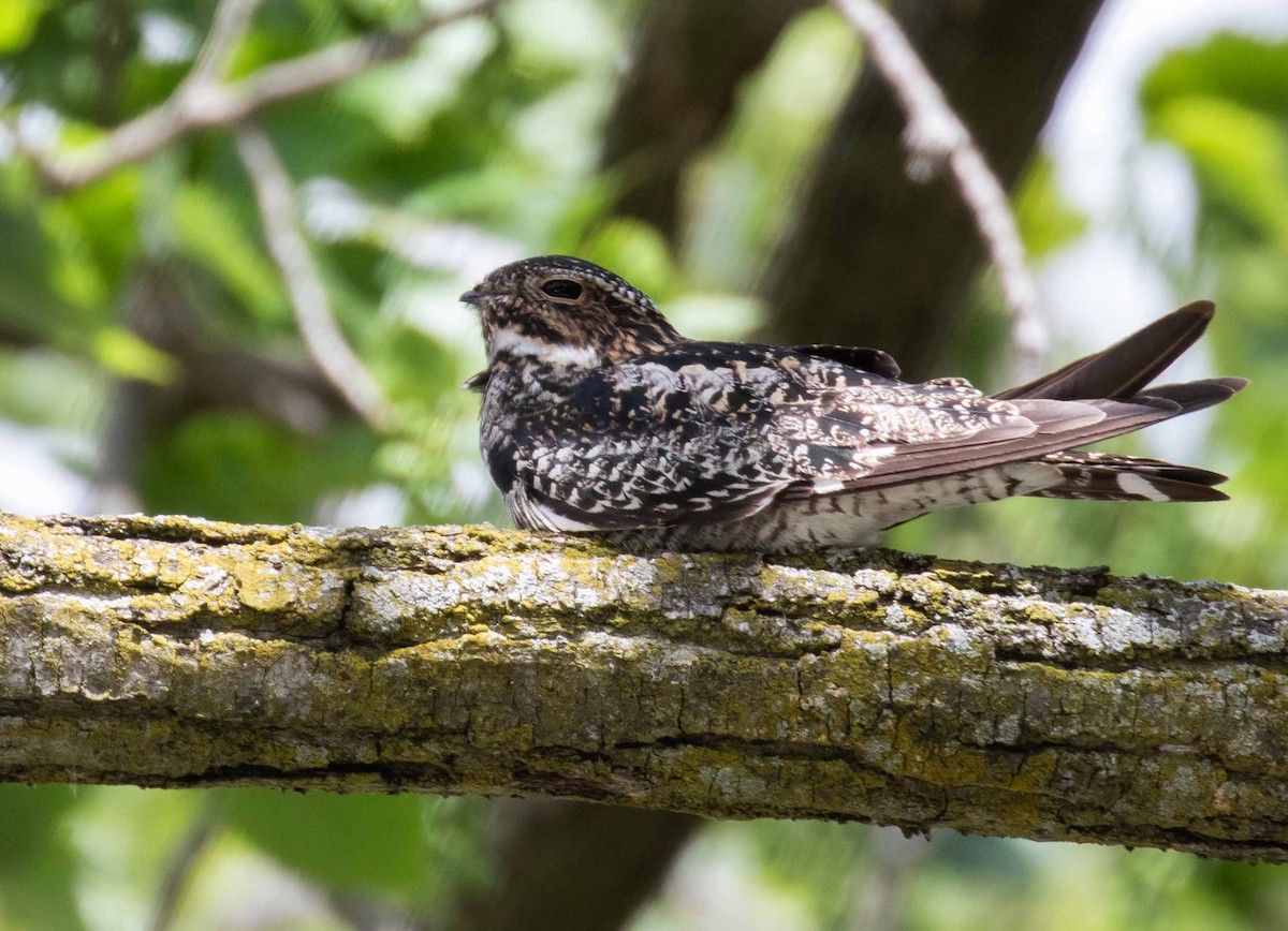 Common Nighthawk - ML638313591