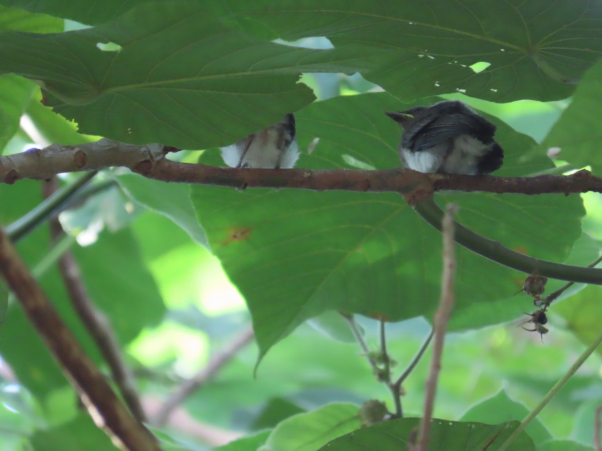 Black-naped Monarch - ML638313596