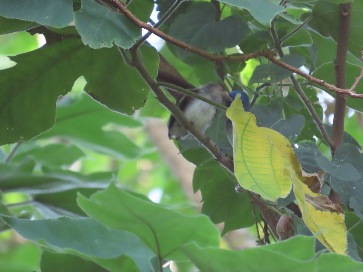Black-naped Monarch - ML638313597