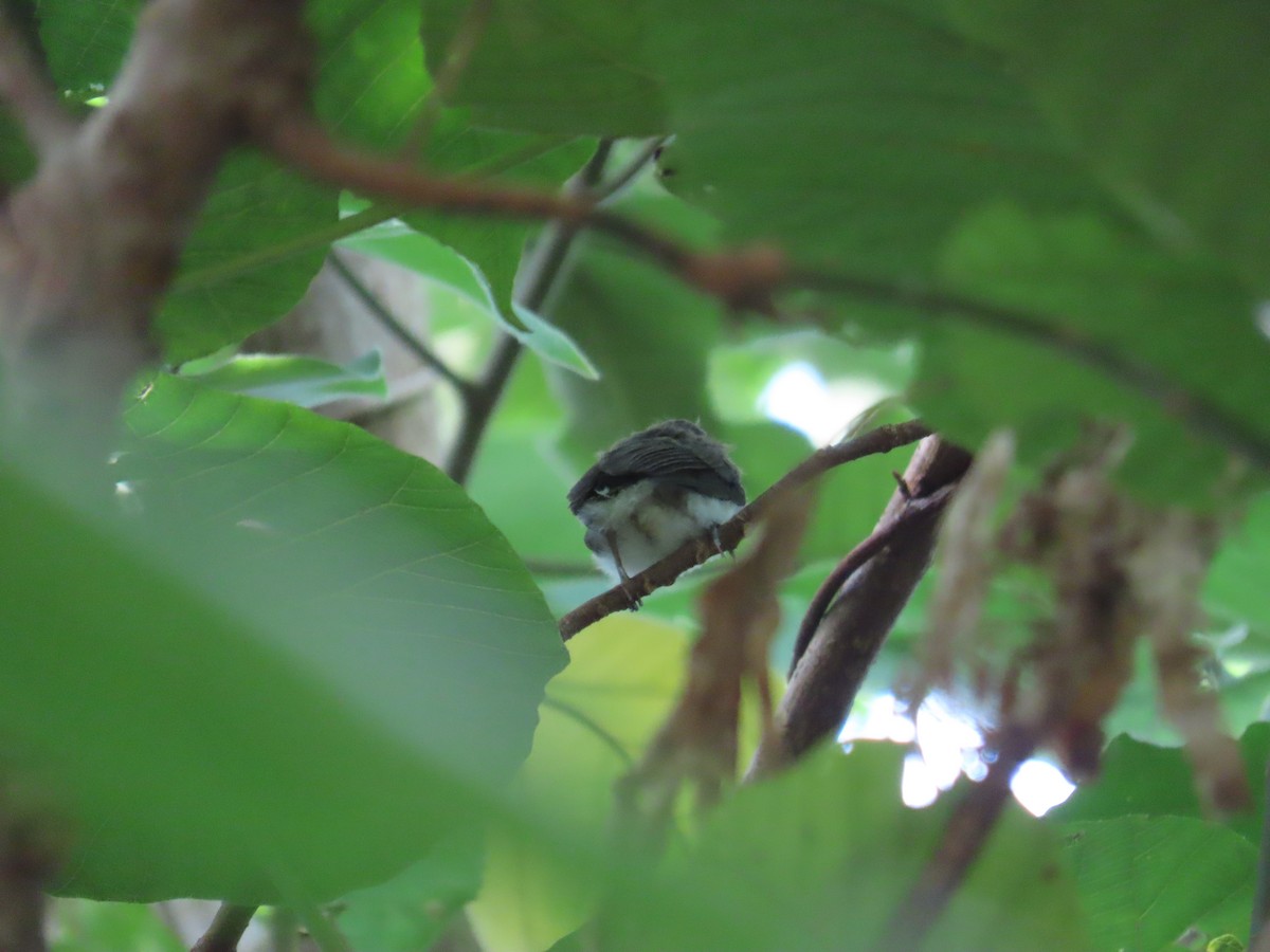 Black-naped Monarch - ML638313598