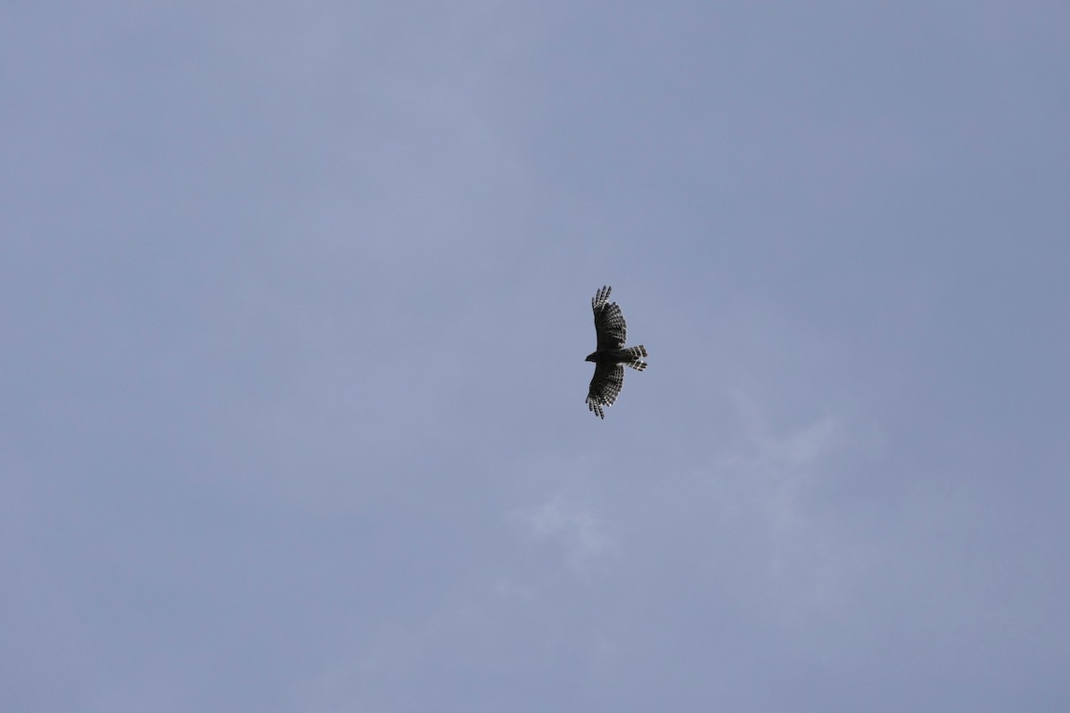 Red-shouldered Hawk - ML638313599
