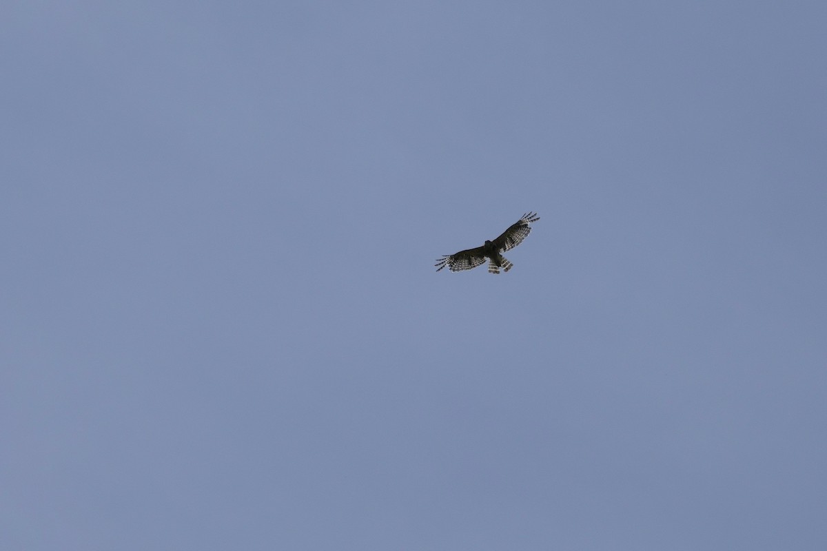 Red-shouldered Hawk - ML638313600