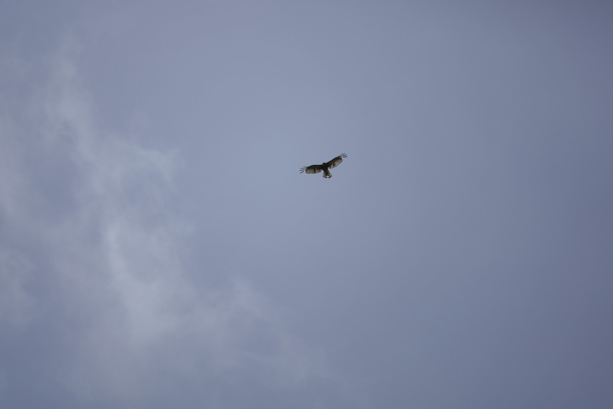 Red-shouldered Hawk - ML638313602