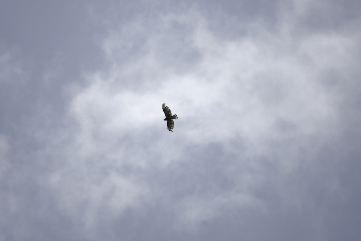 Red-shouldered Hawk - ML638313603